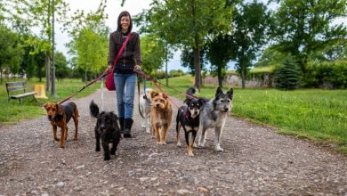 Köpek Gezdirerek Para Kazanmak