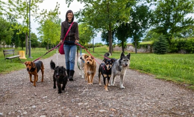 Köpek Gezdirerek Para Kazanmak